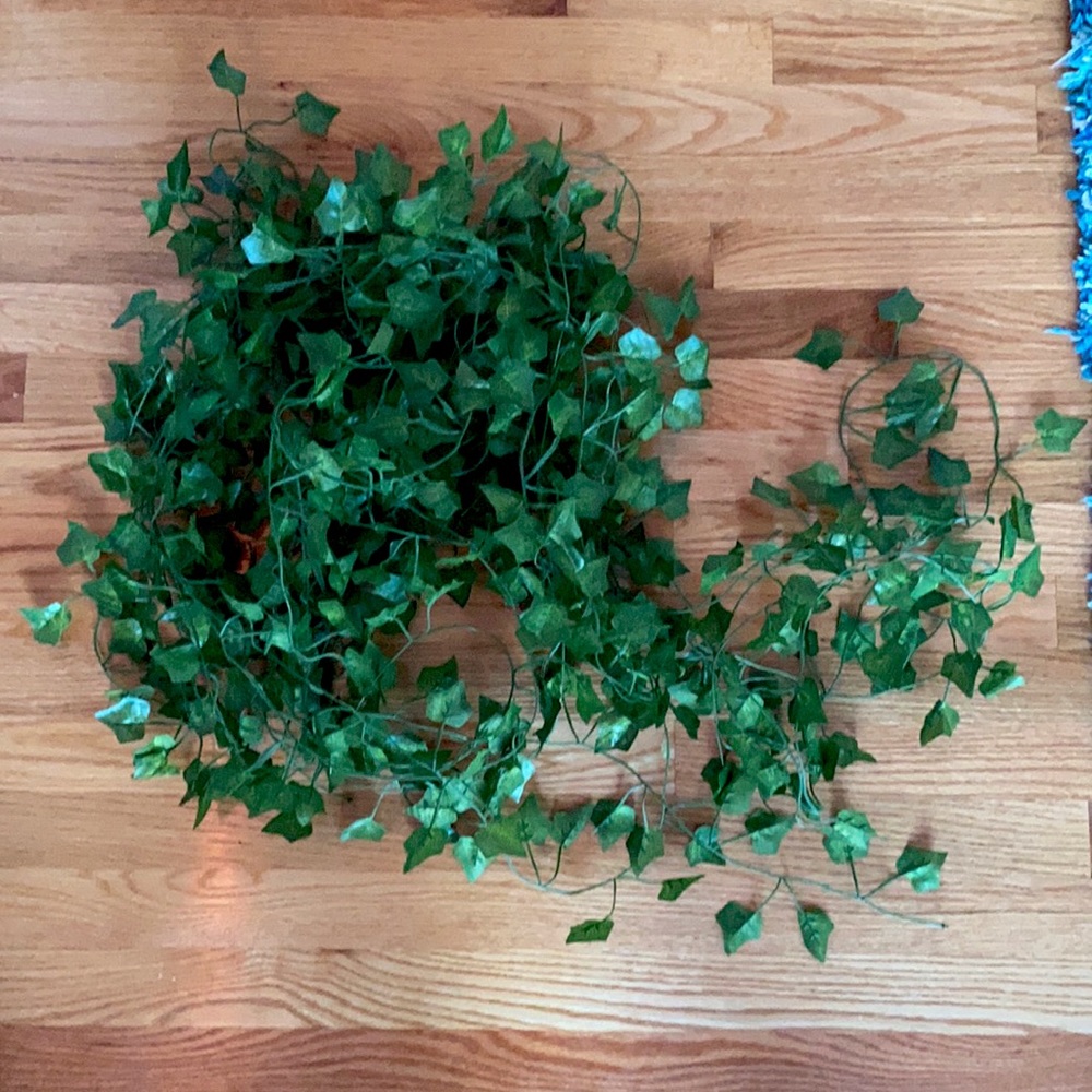 10 green ivy vines//Amazon